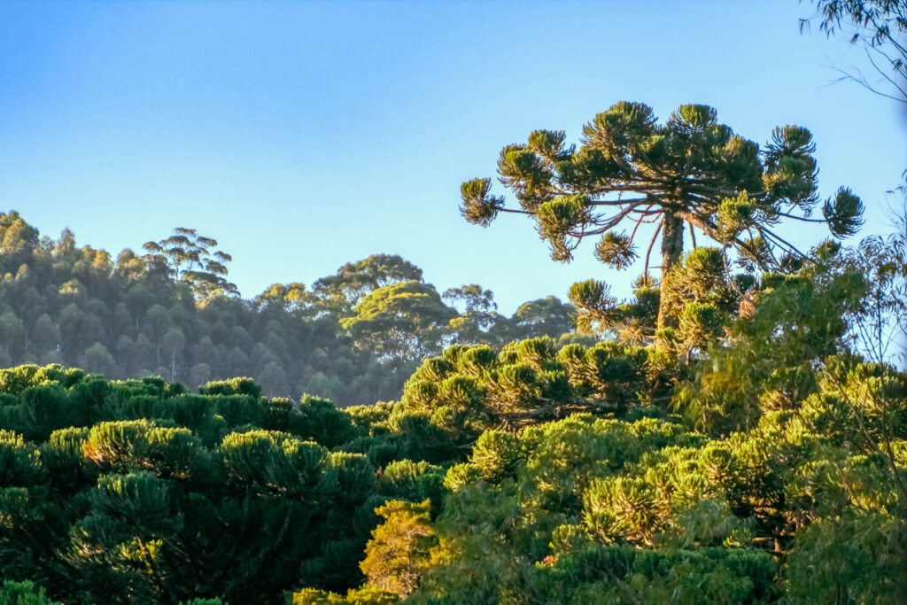 Guia completo de Monte Verde (MG), distrito de Camanducaia. O que fazer, quando ir e onde se hospedar em Monte Verde com a Velinn Hoteis e Pousadas
