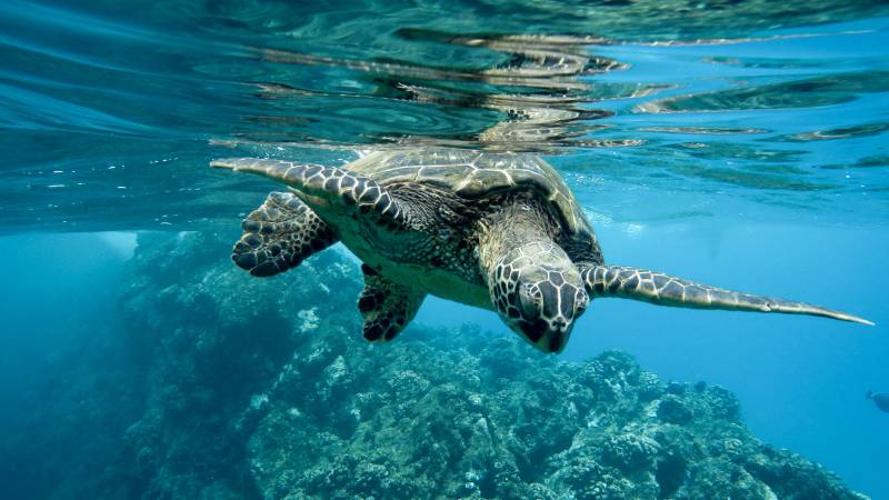 3 dicas sobre mergulho em ilhabela