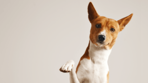 hospedagem pet friendly em angra dos reis com a velinn reserva costa verde