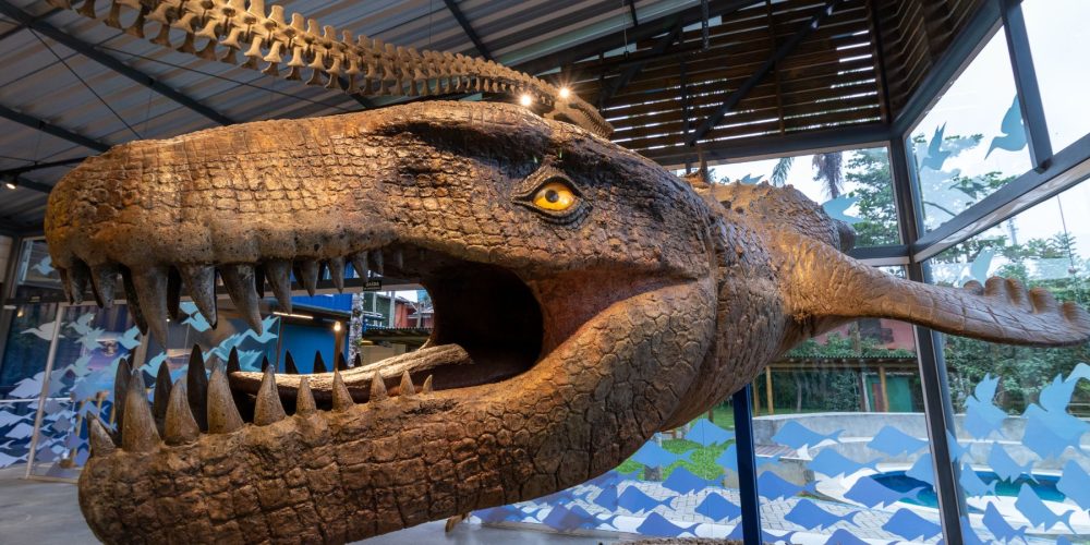 Museu da Vida Marinha de Ubatuba - Instituto Argonauta - Atrações para famílias e crianças