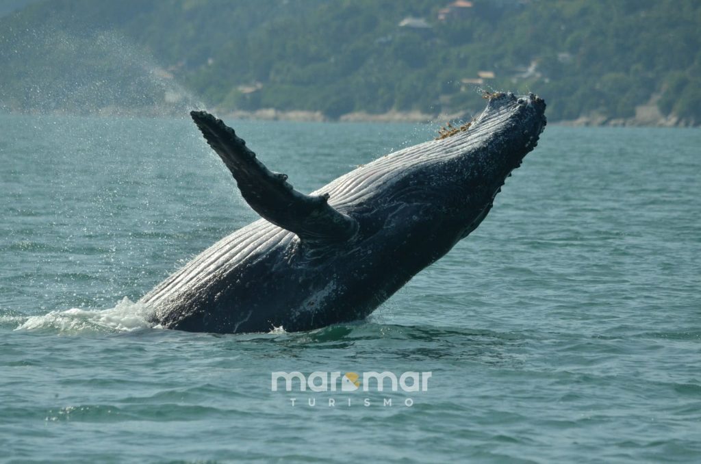 Maremar Turismo, agência de passeios em Ilhabela referência em avistamentos de cetáceos no litoral norte, tem condições especiais para hóspedes velinn