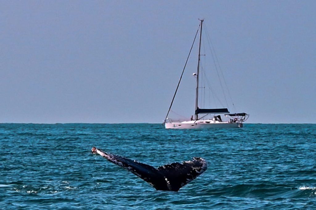 Semana de Vela de Ilhabela coincide com temporada de baleias e proporciona passeios com avistamento de cetáceos