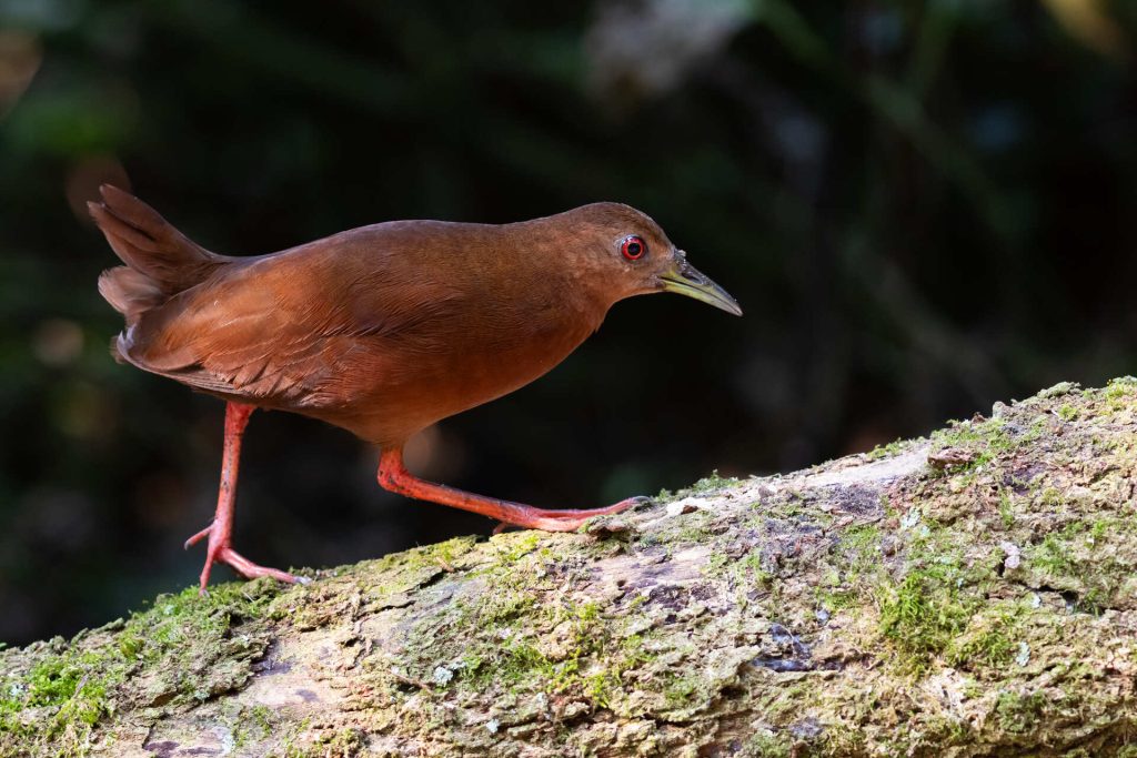 lhabela Bird Week acontece de 21 a 27 de setembro, com atividades gratuitas de observações de aves no litoral norte de sp