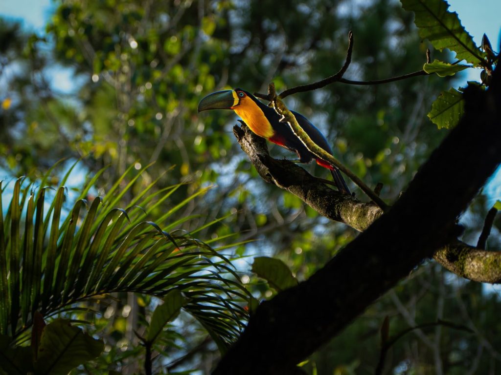 1º Festival de Observação de Aves ‘Entre Asas’ em Boiçucanga, São Sebastião