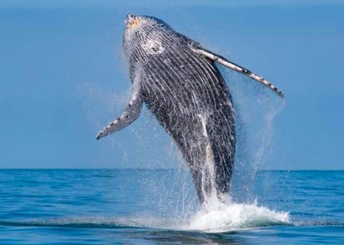 Avistamento de baleias e golfinhos velinn 1