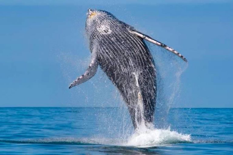 Whale and dolphin sighting velinn 1