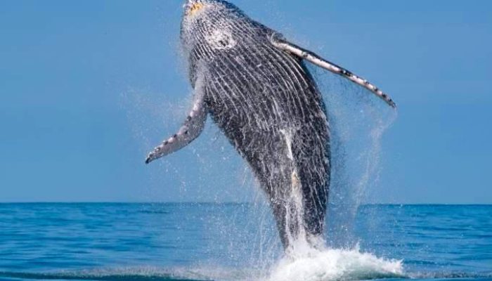 Avistamento-de-baleias-e-golfinhos-velinn-1