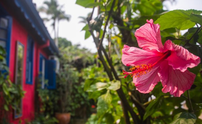 Velinn Pousada dos Hibiscos hibisco edited
