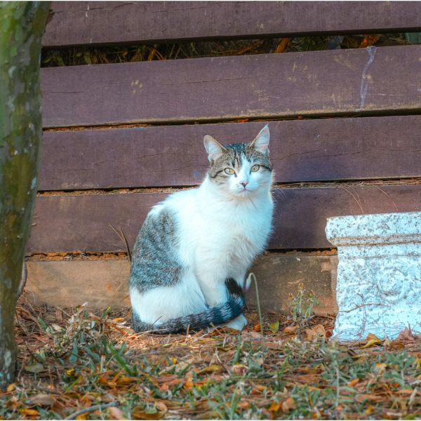 Velinn_Pousada_Dom_Sossego_Monte_Verde_Propriedade_Externas_Detalhes-12