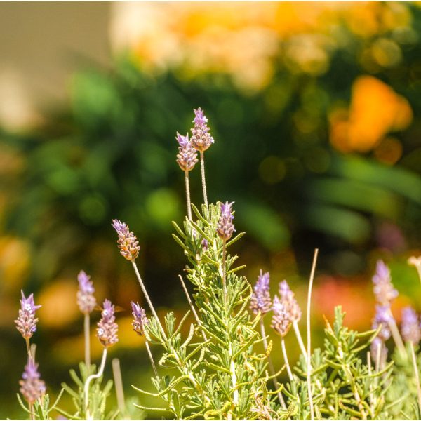 Velinn_Pousada_Dom_Sossego_Monte_Verde_Propriedade_Externas_Detalhes-21