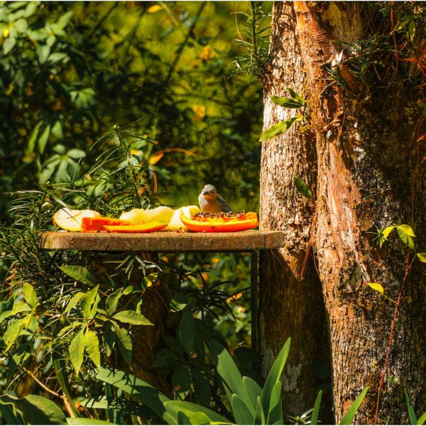 Velinn_Pousada_Dom_Sossego_Monte_Verde_Propriedade_Externas_Detalhes-24