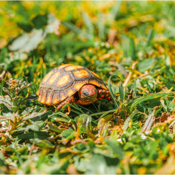 Velinn_Pousada_Dom_Sossego_Monte_Verde_Propriedade_Externas_Detalhes-7