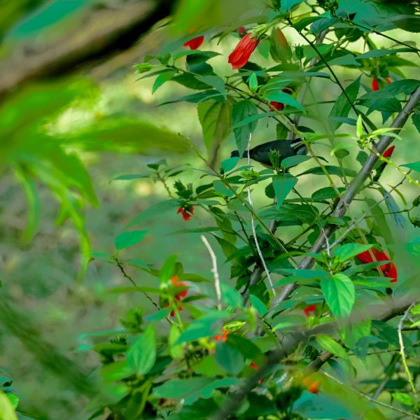 Velinn_Pousada_Ponta_do_Pequeah_Ilhabela_Propriedade-11