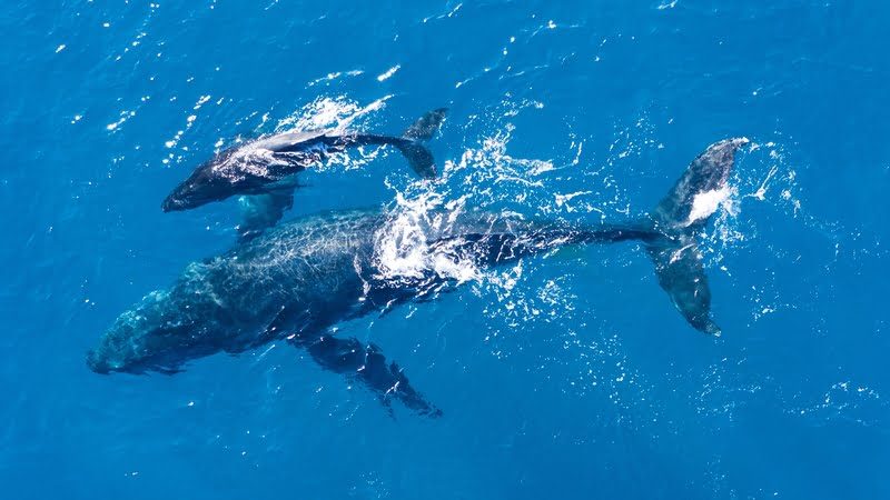 Temporada das Baleias em Ilhabela: Viva essa experiência