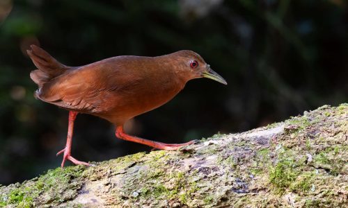 lhabela Bird Week acontece de 21 a 27 de setembro, com atividades gratuitas de observações de aves no litoral norte de sp